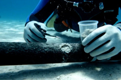 CABLE-SUBMARINO-5.jpg
